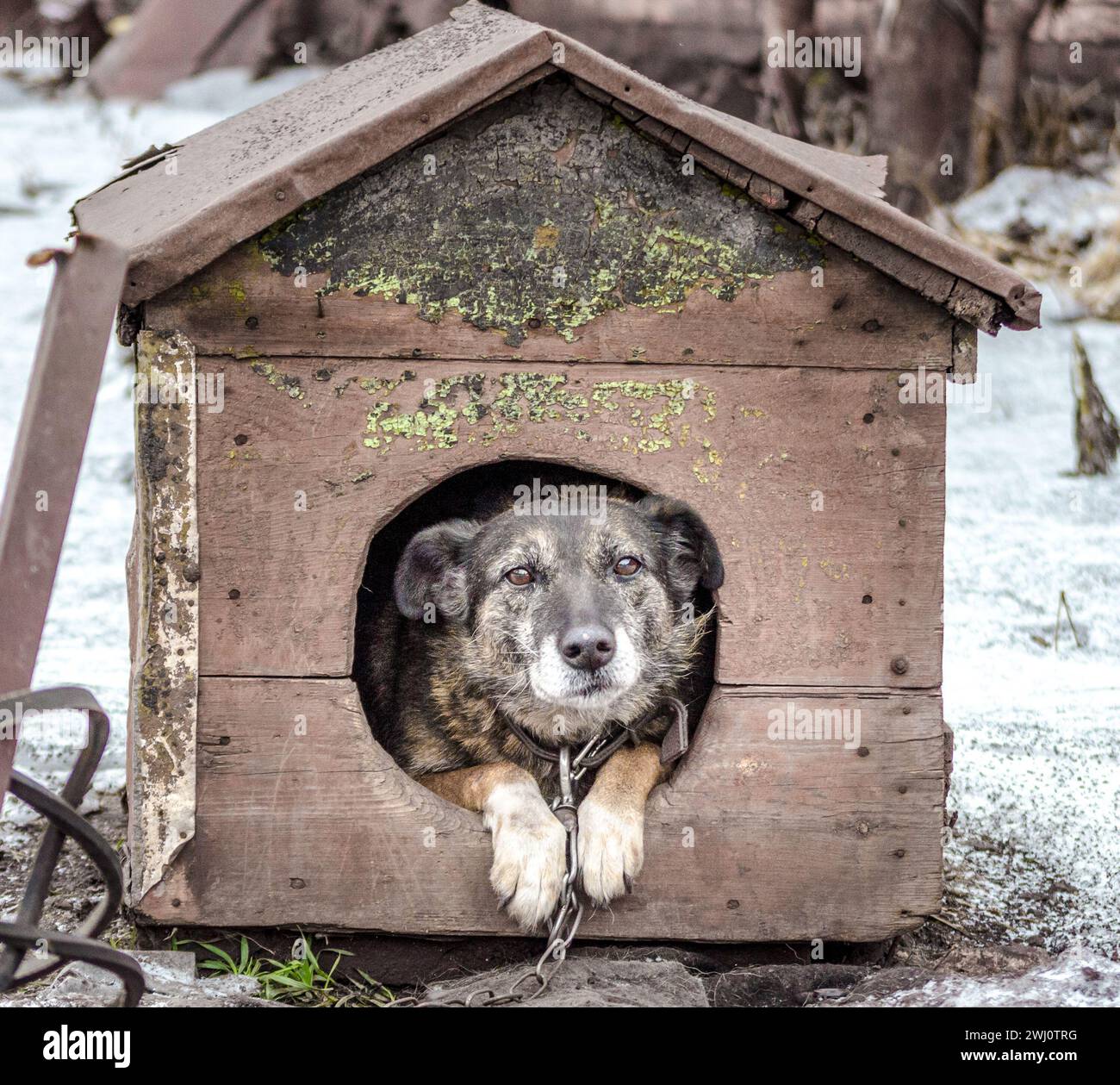 Vieux chien gris assis dans une cabine minable en hiver Banque D'Images