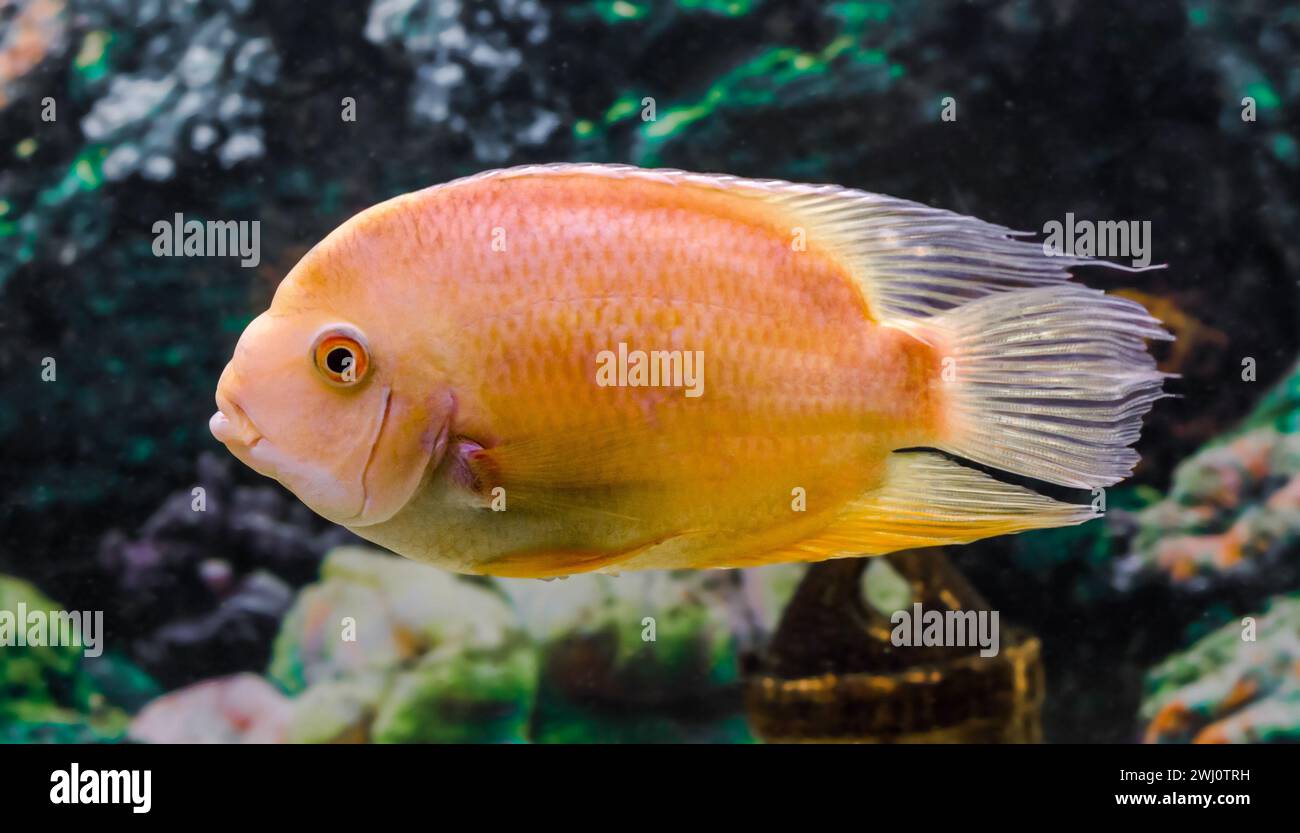 Poisson vivant perroquet cichlidé nage dans l'eau claire dans un gros plan d'aquarium Banque D'Images