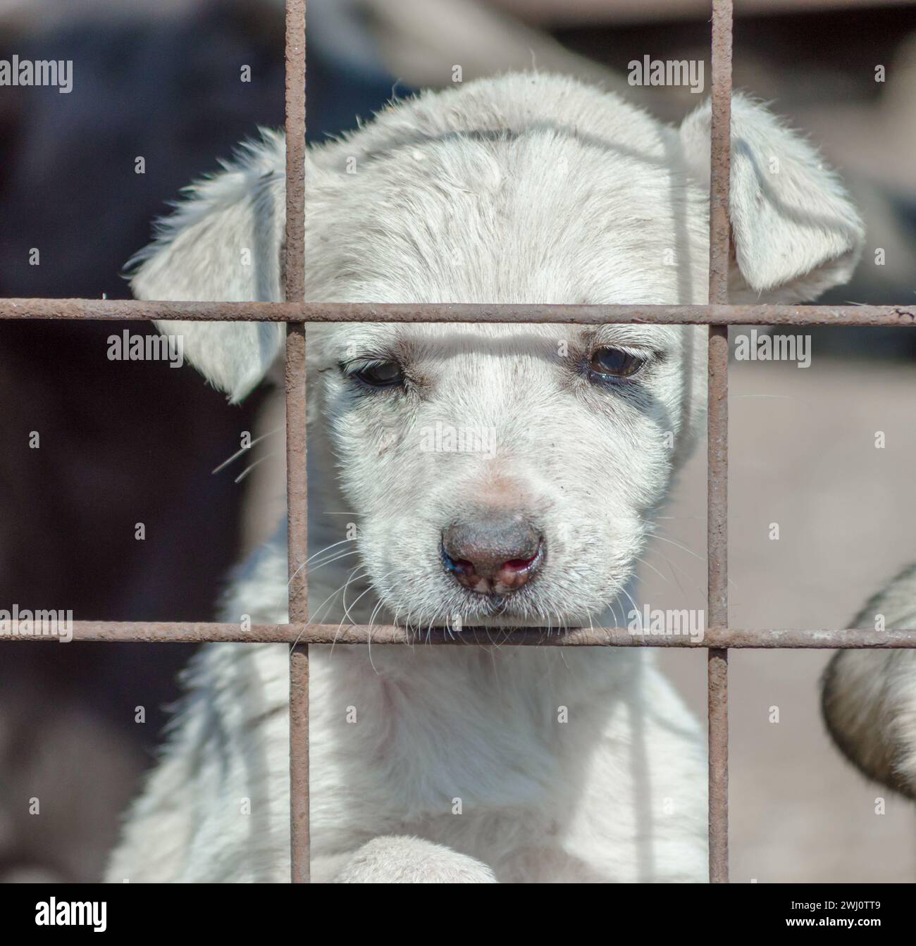 Chiot blanc de race pure dans une cage Banque D'Images Chiot blanc de race pure dans une cage Banque D'Images
