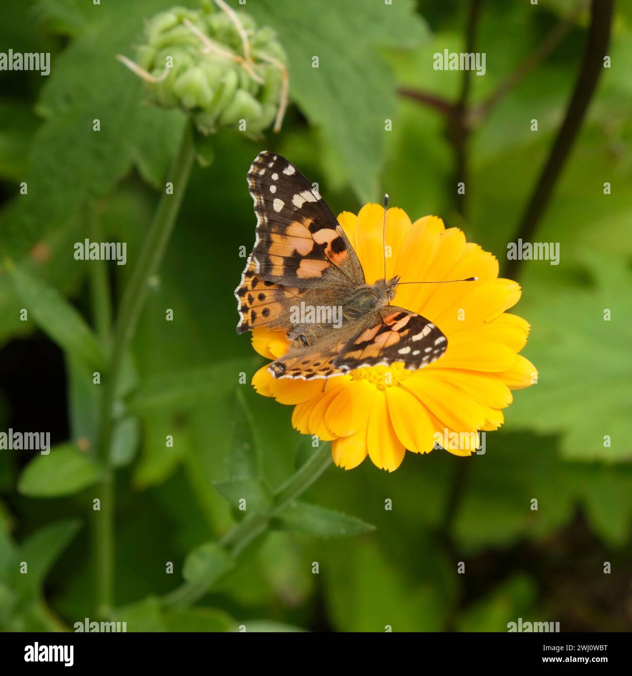 Dame peinte, papillon Banque D'Images