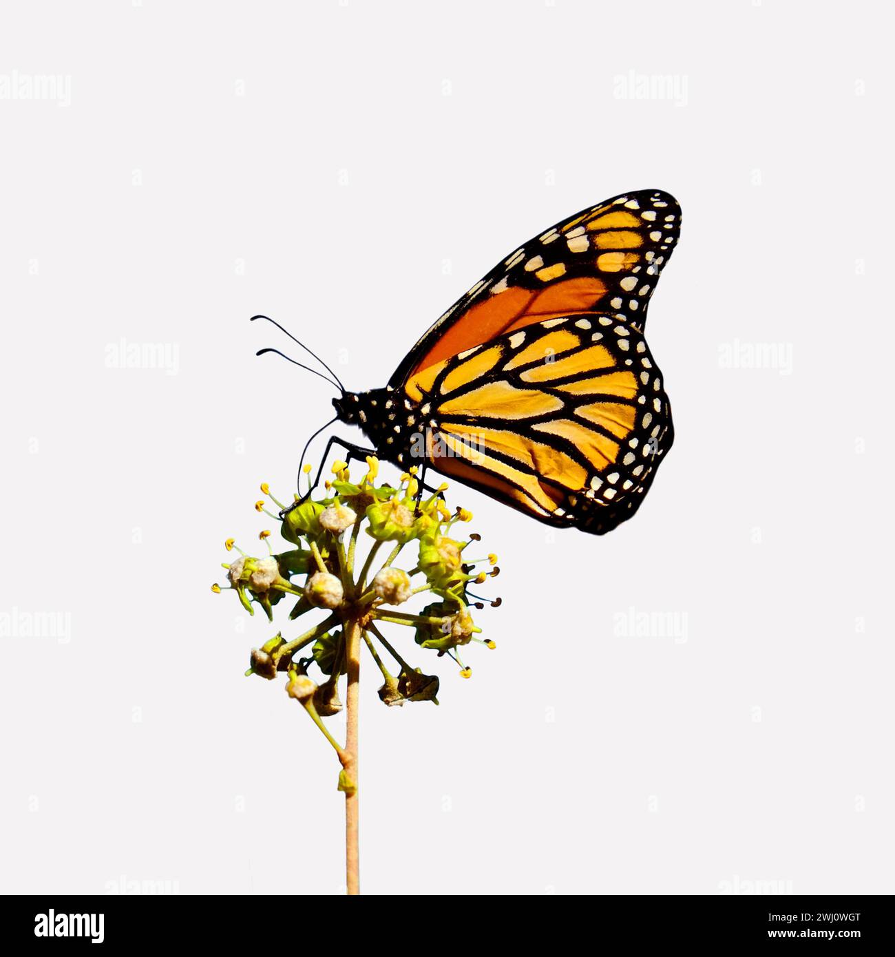 Monarque, papillon monarque Banque D'Images
