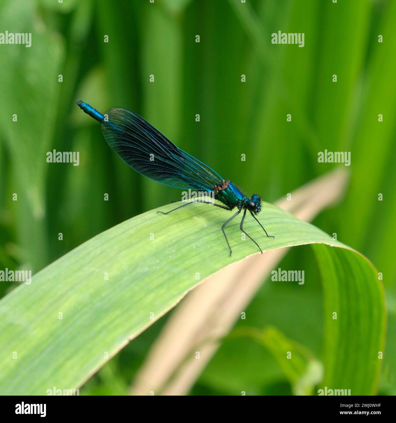 Libellule, libellule à ailes bleues Banque D'Images