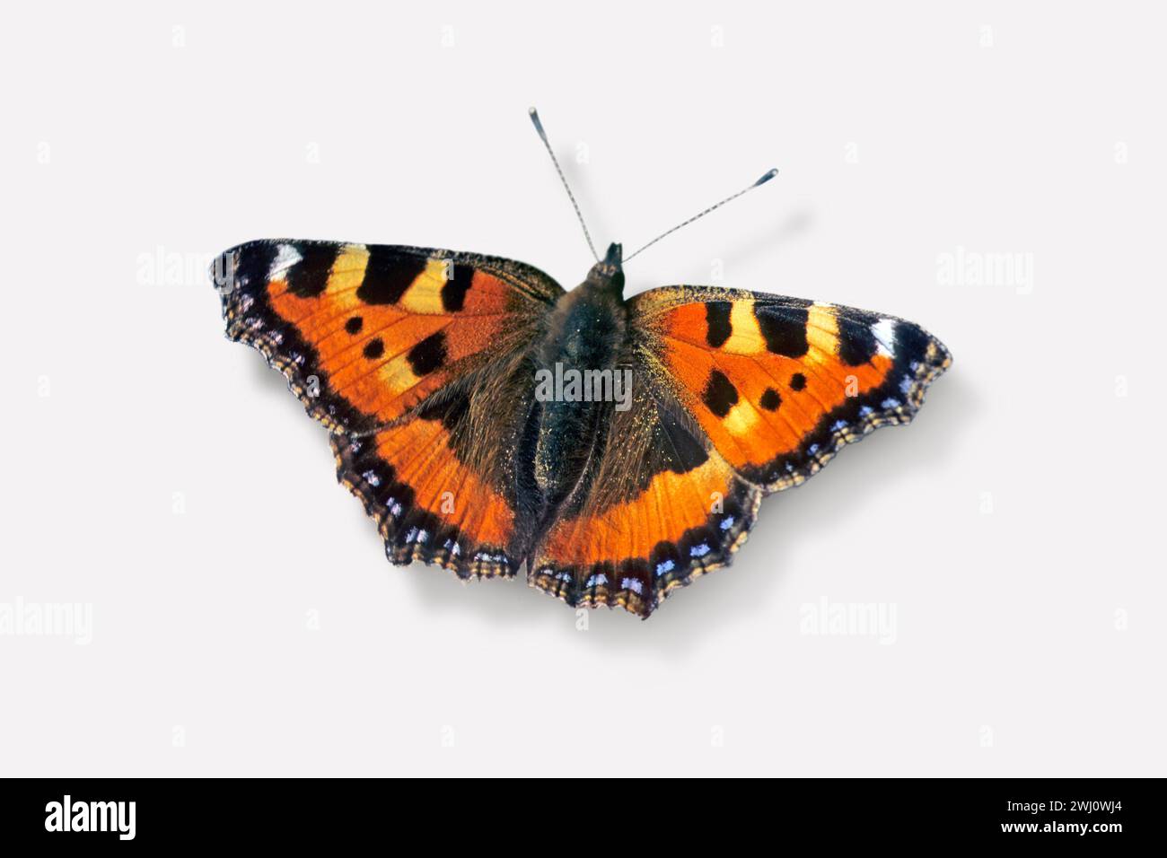 Papillon, petite écaille Banque D'Images
