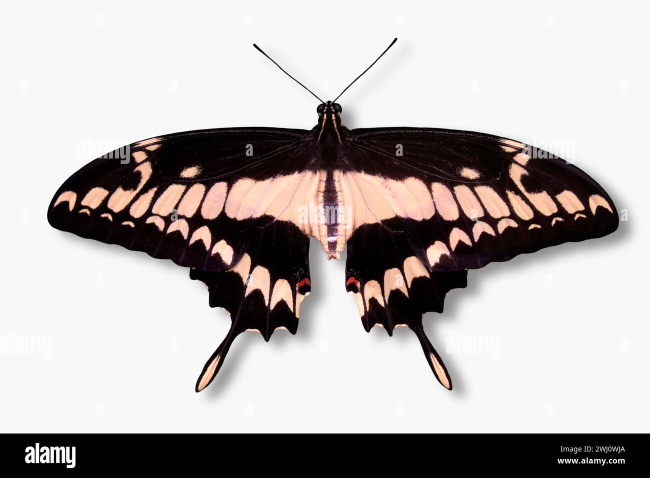 Papillon, Giant Swallowtail Banque D'Images