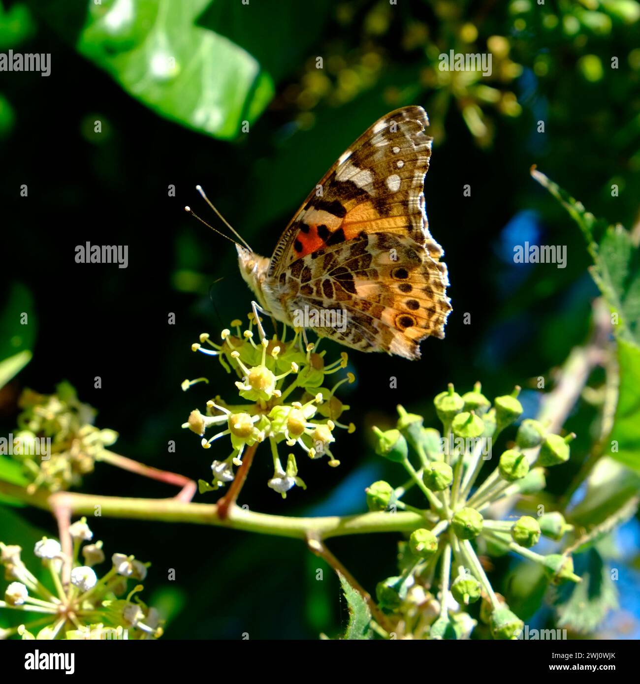 Papillon, dame peinte Banque D'Images