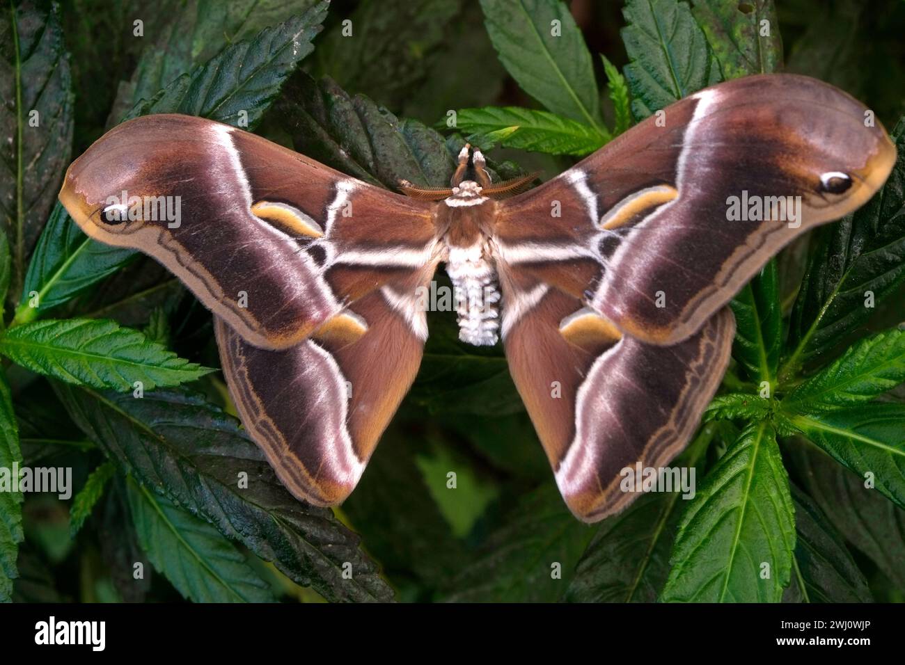 Papillon, Ailanthus SilkMoth Banque D'Images