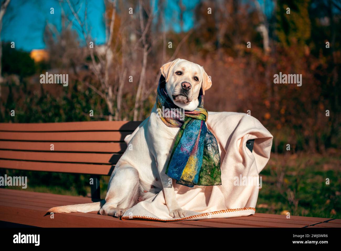 Chien Labrador adulte assis sur un banc de parc habillé d'une écharpe de laine chaude et une couverture polaire en automne par une journée ensoleillée au coucher du soleil en th Banque D'Images Chien Labrador adulte assis sur un banc de parc habillé d'une écharpe de laine chaude et une couverture polaire en automne par une journée ensoleillée au coucher du soleil en th Banque D'Images