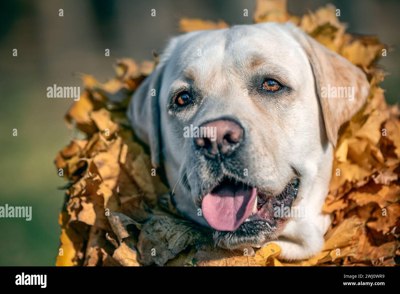 Automne un chien Labrador adulte de couleur fauve souriant avec une couronne de feuilles d'érable jaune autour de son cou Banque D'Images Automne un chien Labrador adulte de couleur fauve souriant avec une couronne de feuilles d'érable jaune autour de son cou Banque D'Images