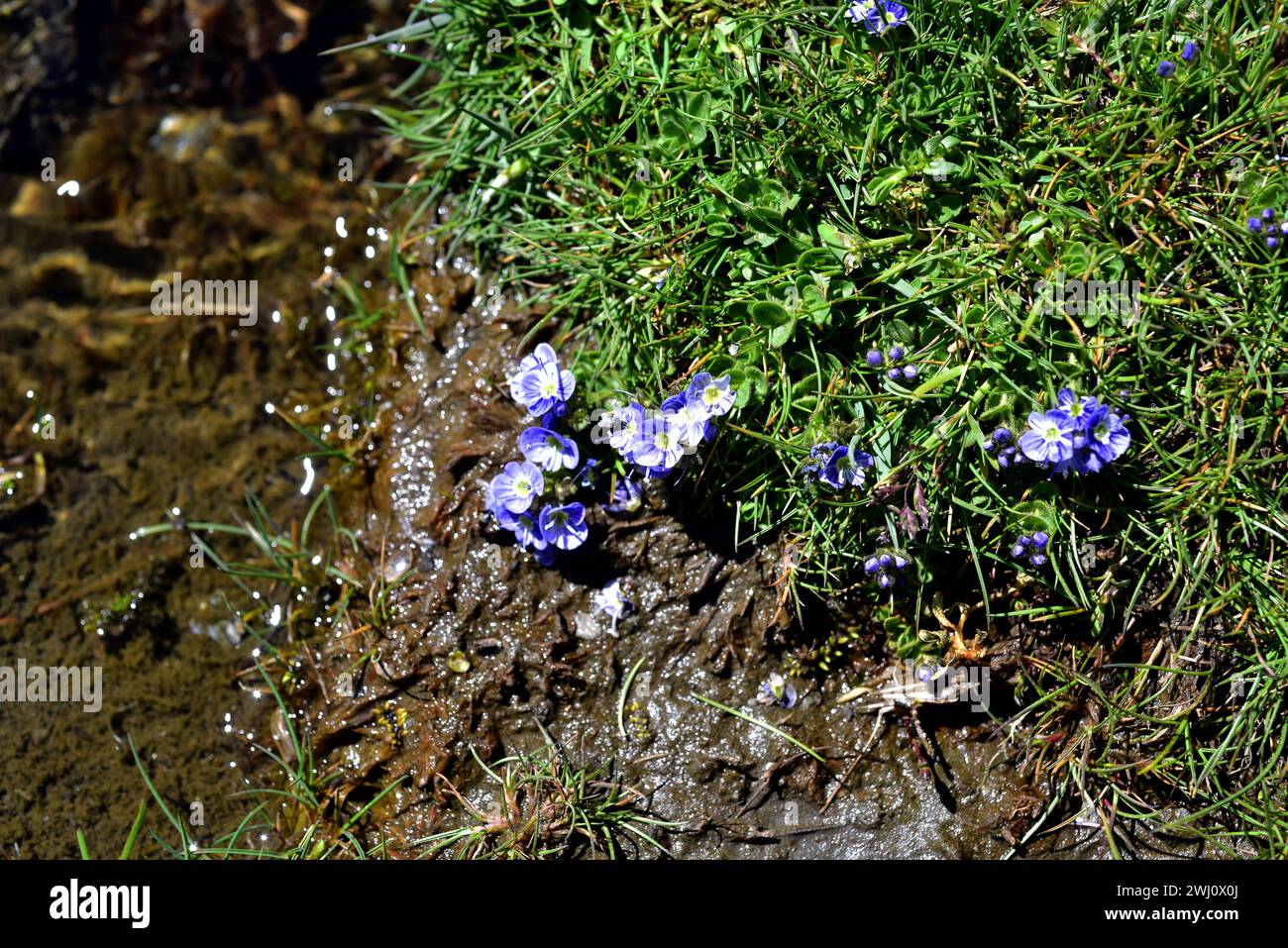 Veronica turbicola ou Veronica nevadensis est une plante vivace endémique à la Sierra Nevada et à la Sierra de Los Filabres. Pousse sur des prés humides (borreguiles) Banque D'Images