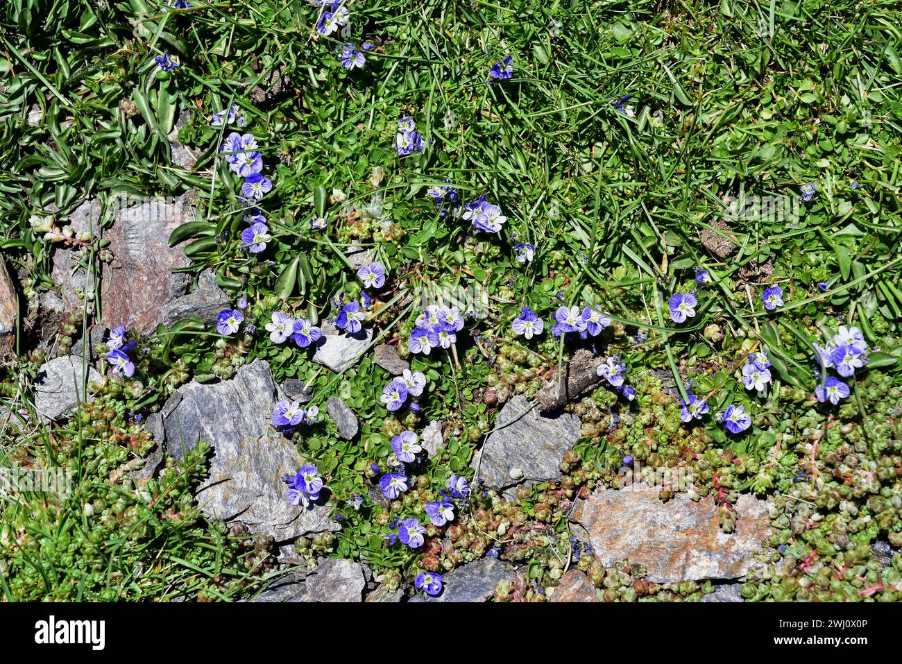 Veronica turbicola ou Veronica nevadensis est une plante vivace endémique à la Sierra Nevada et à la Sierra de Los Filabres. Pousse sur des prés humides (borreguiles) Banque D'Images