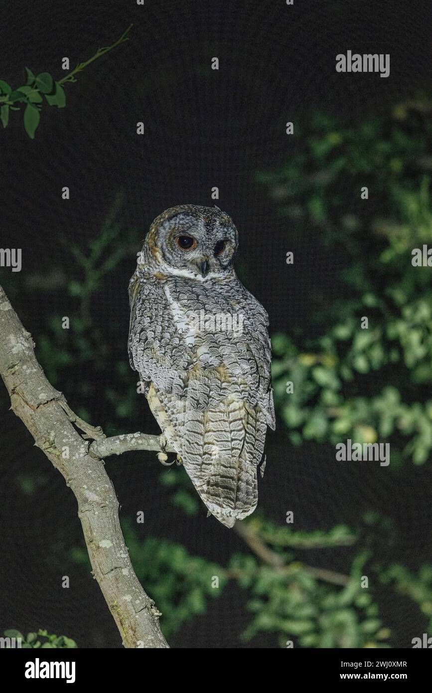 Chouette des bois tachetée, Strix ocellata, réserve de tigres de Panna, Madhya Pradesh, Inde Banque D'Images