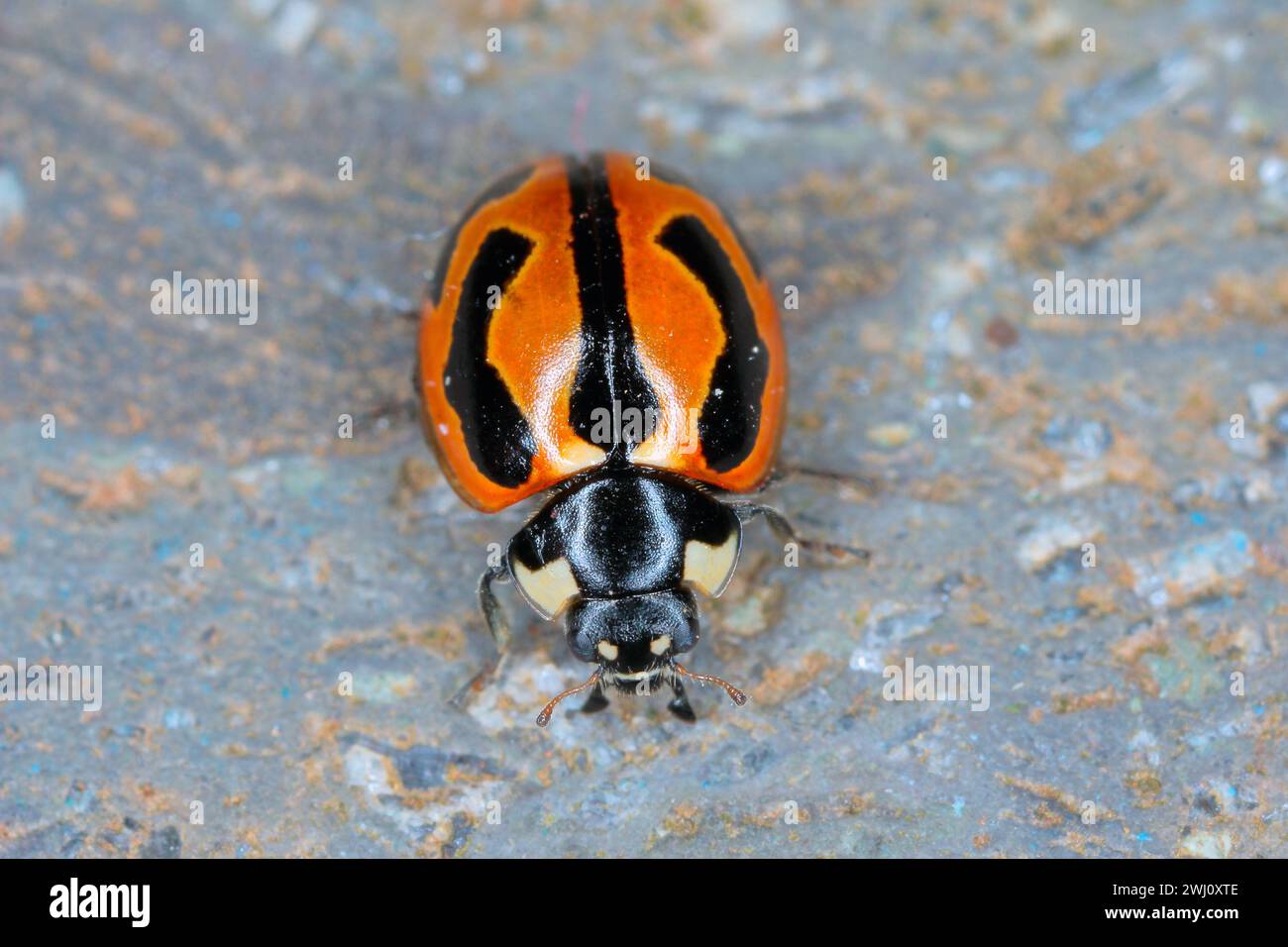 Coccinella miranda. Une espèce de coccinelle endémique des îles Canaries. Banque D'Images