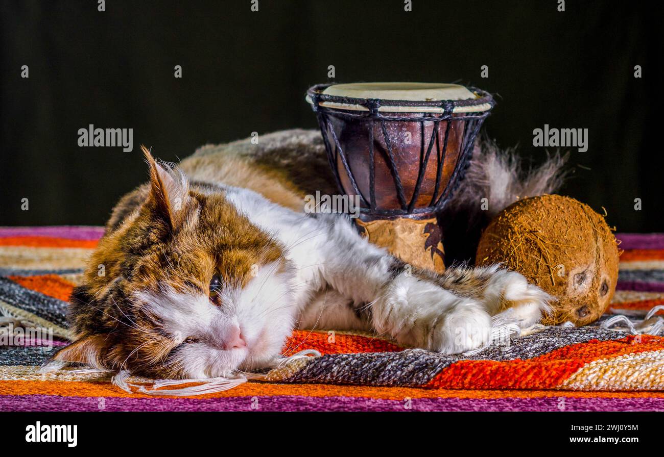 Chat tricolore dormant avec tambour Djembe et noix de coco Banque D'Images Chat tricolore dormant avec tambour Djembe et noix de coco Banque D'Images