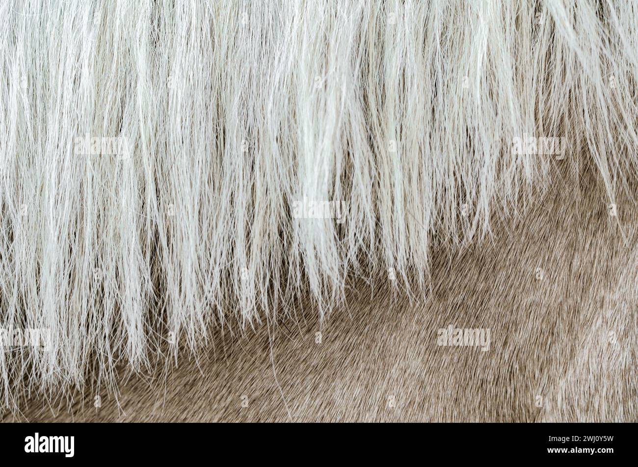 Texture de la peau d'un cheval beige avec une crinière en gros plan Banque D'Images Texture de la peau d'un cheval beige avec une crinière en gros plan Banque D'Images