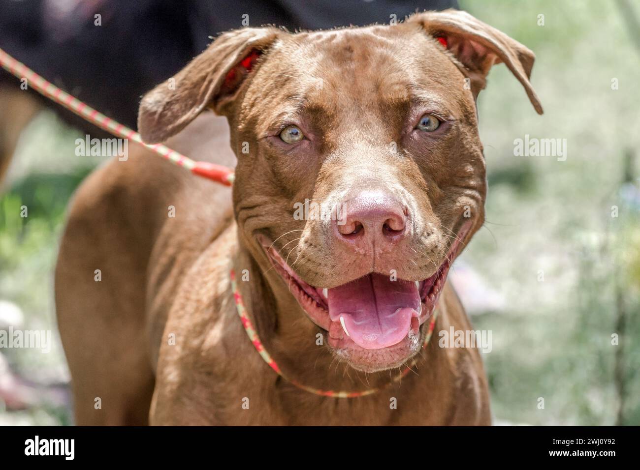 Portrait en gros plan d'un pit-Bull terrier roux souriant Banque D'Images