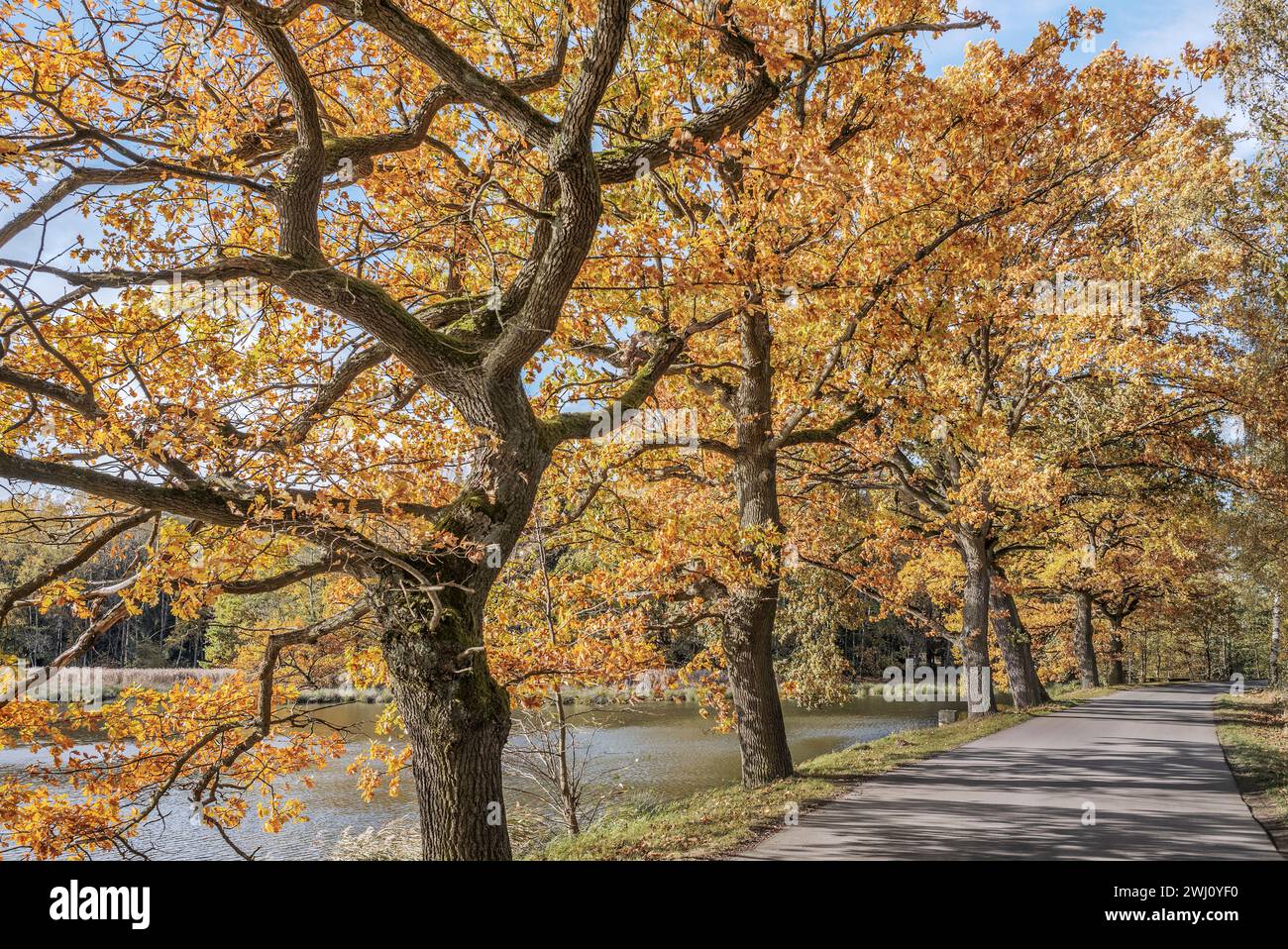 Les arbres sur la route Banque D'Images