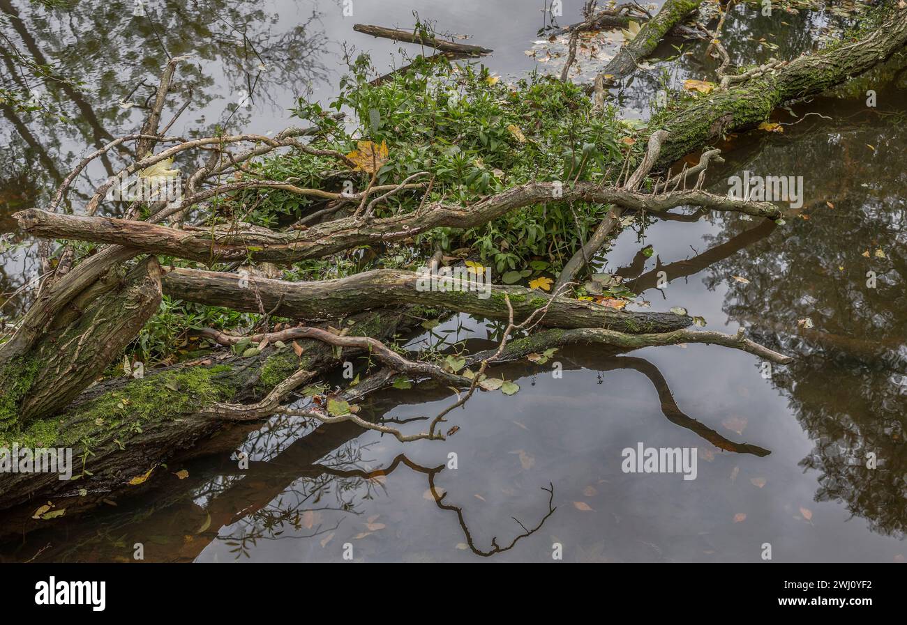 Le vieil arbre dans l'eau Banque D'Images