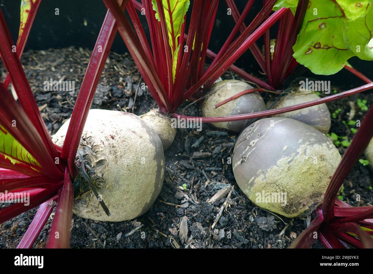 Betterave (Beta vulgaris subsp. vulgaris), betteraves, plantes prêtes à être récoltées dans des lits surélevés Banque D'Images
