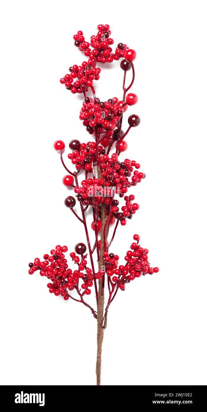 Branche décorative avec des baies rouges sur fond blanc, décor de Noël Banque D'Images