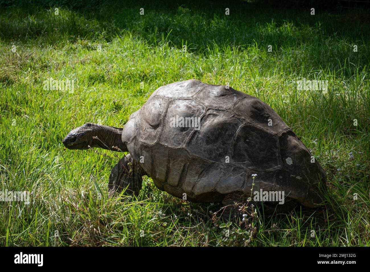 Jonathan la tortue, le plus vieux mammifère vivant, à Plantation House sur l'île atlantique de Sainte-Hélène Banque D'Images