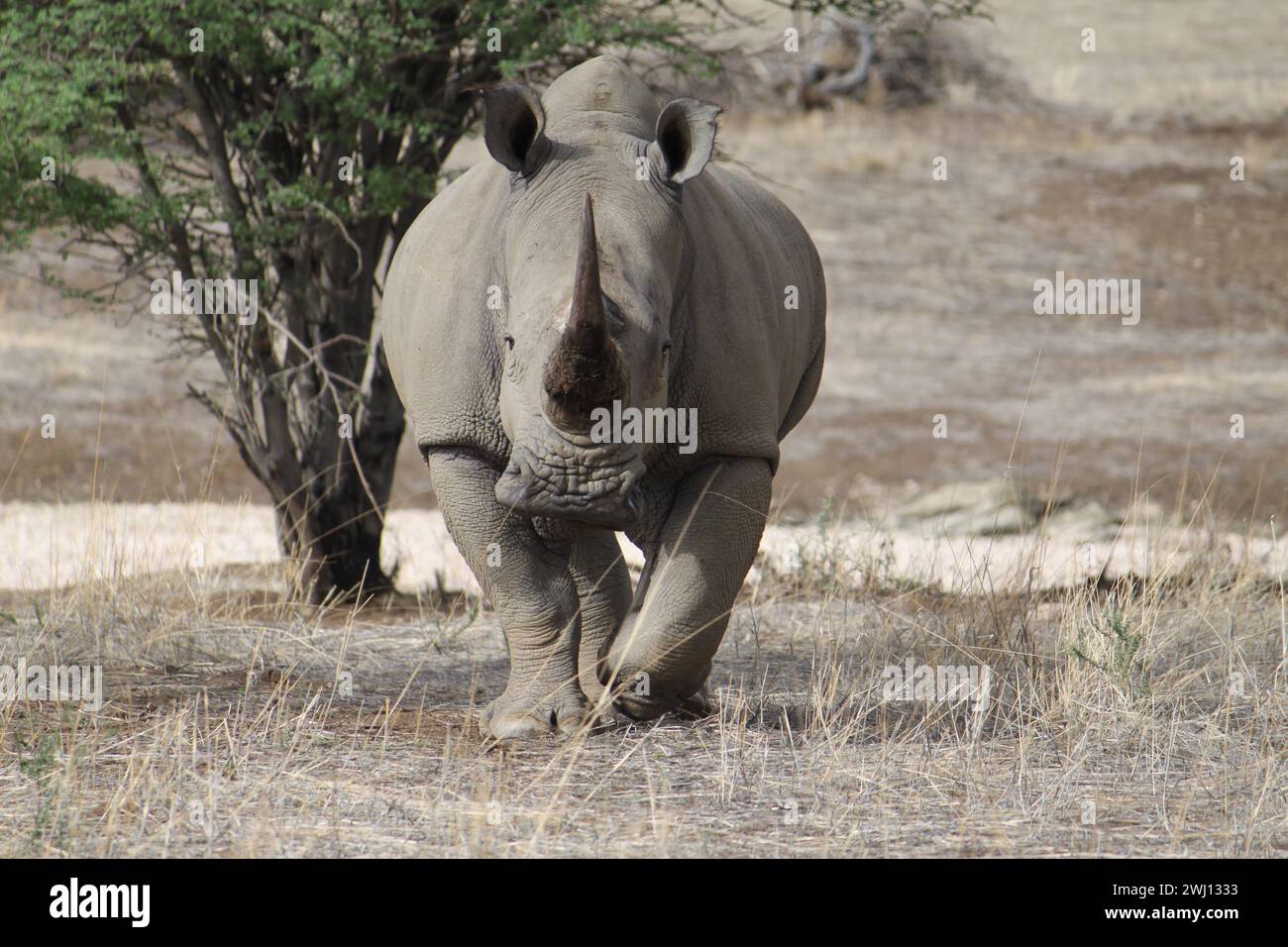 Rhino trote vers vous lors d'un safari en Namibie, Afrique Banque D'Images