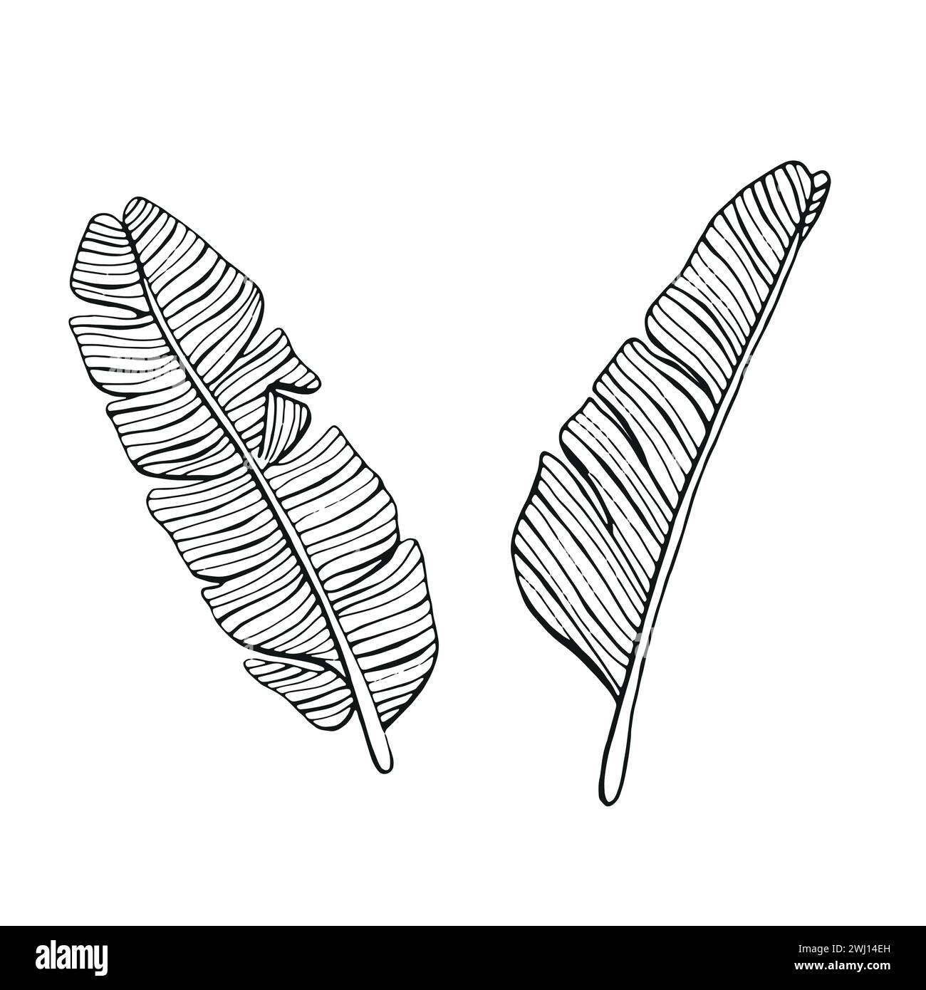 art vectoriel de ligne de feuille en arrière-plan blanc isolé Illustration de Vecteur