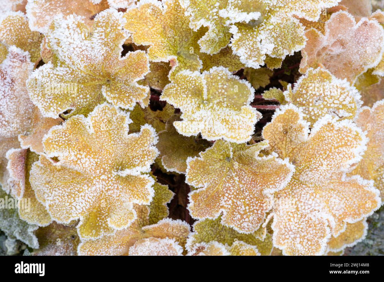 Heuchera Caramel (Coral Bells), une plante vivace à feuilles persistantes en hiver avec ses feuilles recouvertes de givre. Banque D'Images