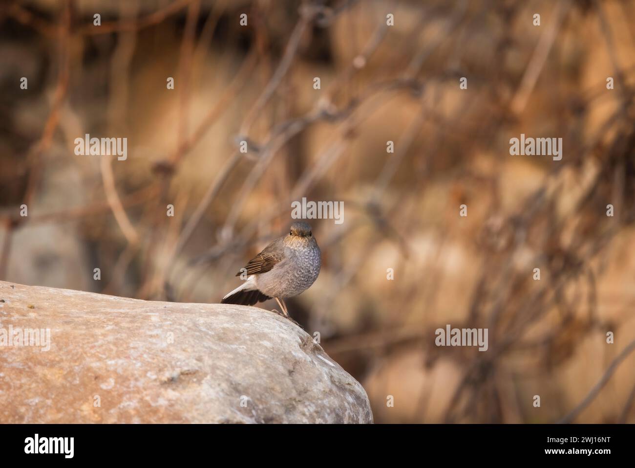 Plumbeous Water Redstart, Phoenicurus fuliginosus, femelle, Mangan, Sikkim, Inde Banque D'Images