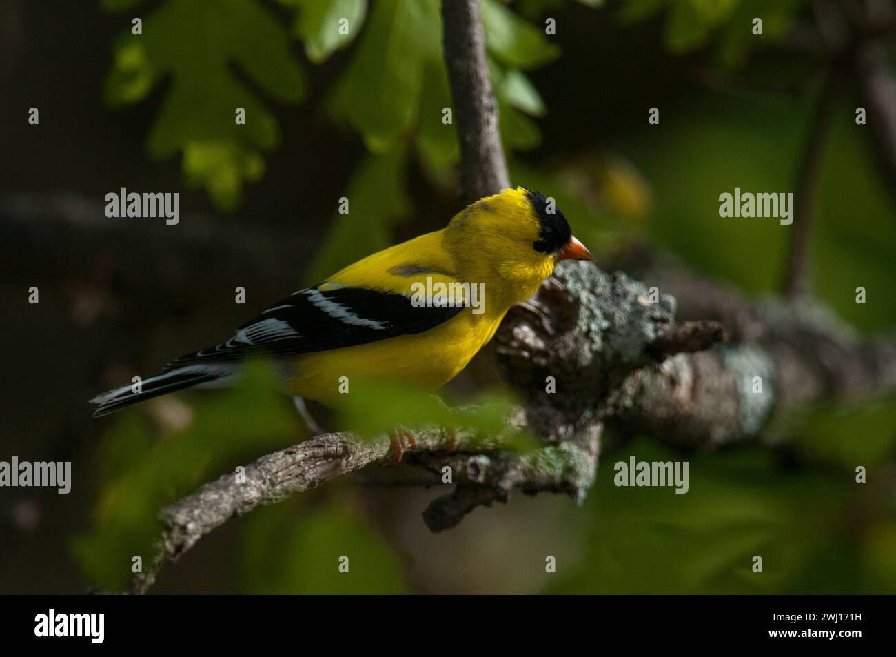 American Goldfinch gros plan en vue de profil Banque D'Images