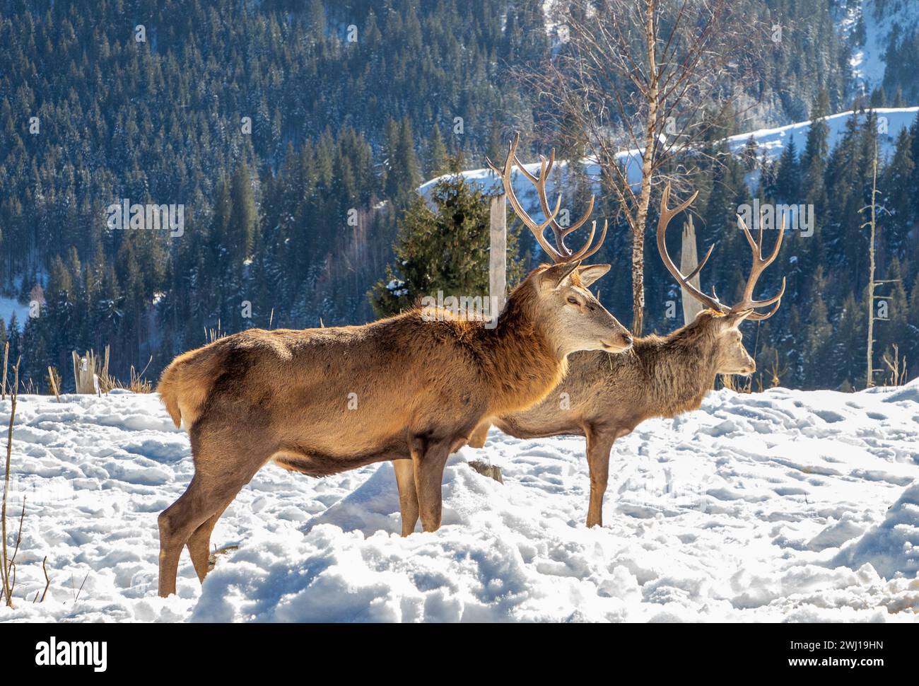 Deux cerfs mâles des Carpates dans une ferme de cerfs à Darmoxa, Roumanie Banque D'Images