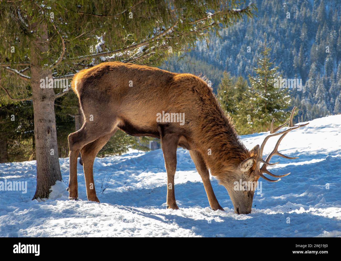 Un jeune cerf mâle des Carpates à la ferme de cerfs à Darmoxa, Roumanie. Banque D'Images