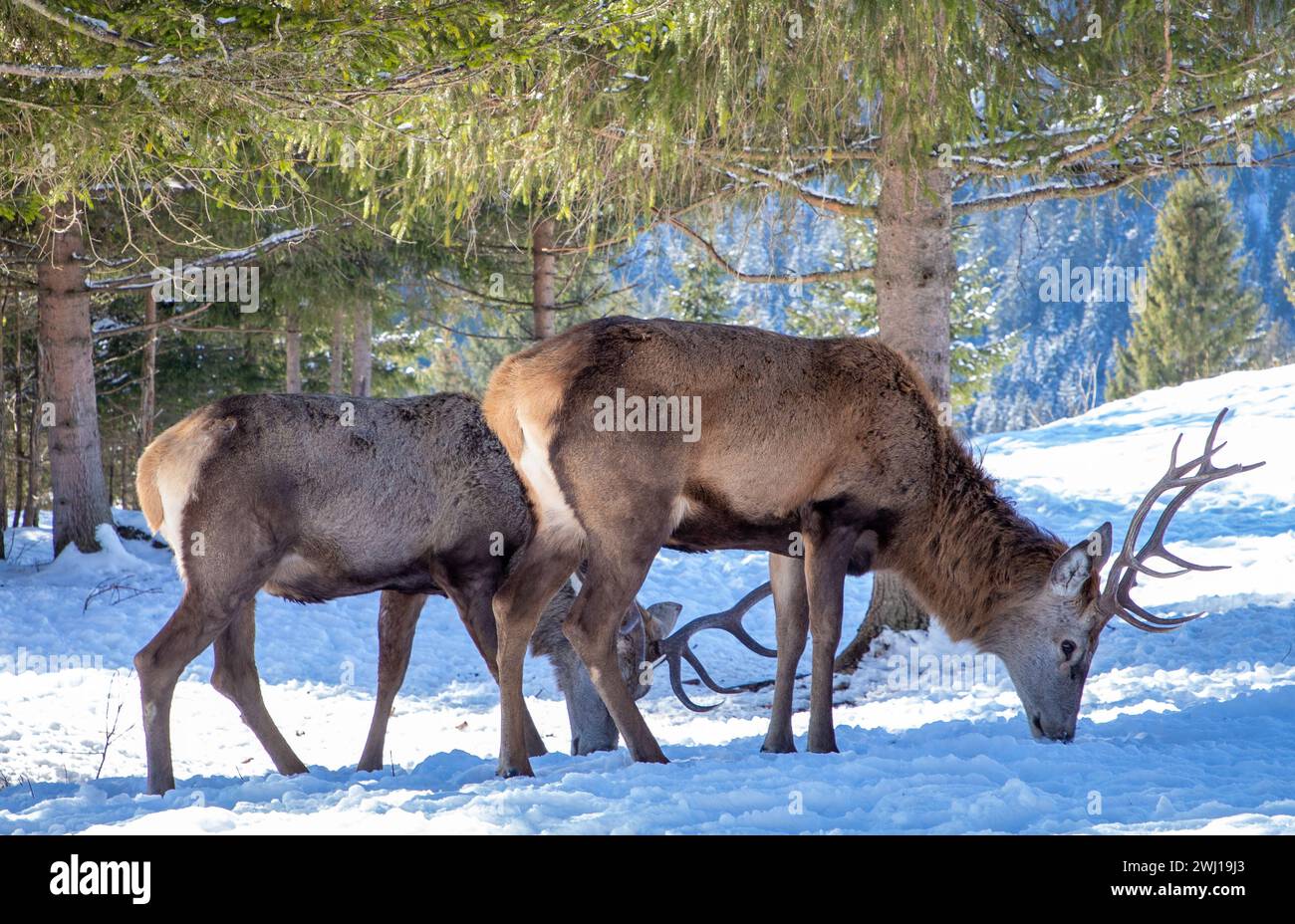 Deux cerfs mâles des Carpates dans une ferme de cerfs à Darmoxa, Roumanie Banque D'Images