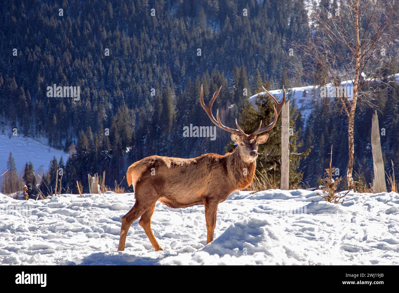 Un jeune cerf mâle des Carpates à la ferme de cerfs à Darmoxa, Roumanie. Banque D'Images