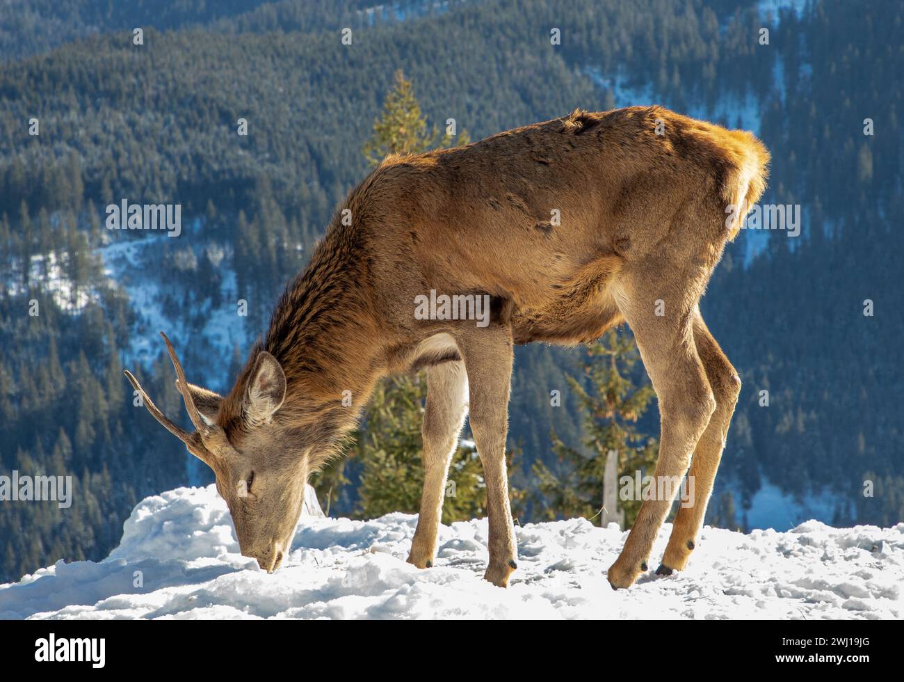Un jeune cerf mâle des Carpates à la ferme de cerfs à Darmoxa, Roumanie. Banque D'Images