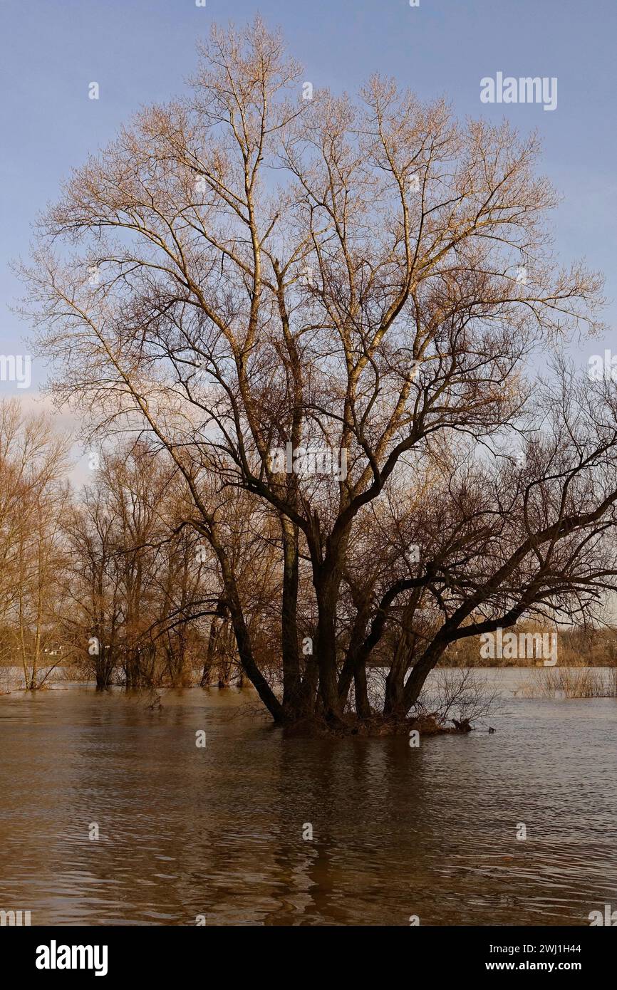 Arbres partiellement submergés entourés d'eaux d'inondation sur le Rhin près de Düsseldorf, région du Bas-Rhin, Allemagne. Banque D'Images