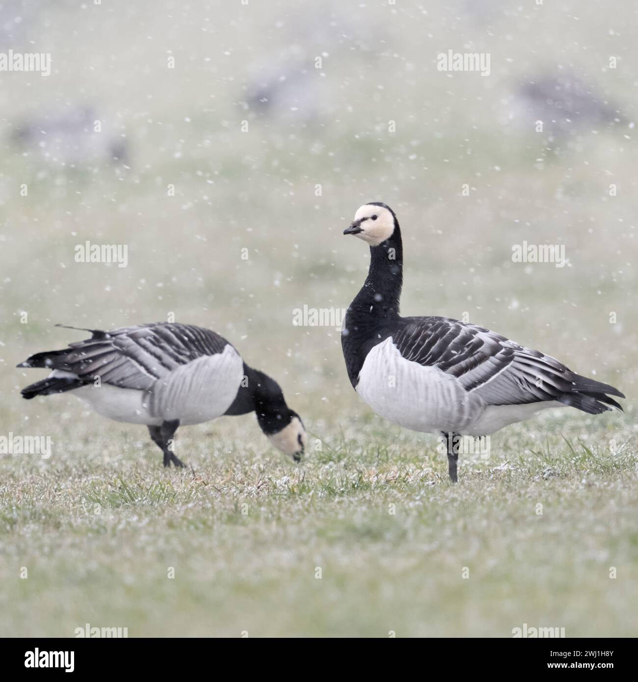 Bernacle Oies ( Branta leucopsis ), troupeau en hiver, se nourrissant d'un pâturage pendant la pluie de neige, on observe autour, la faune, l'Europe. Banque D'Images