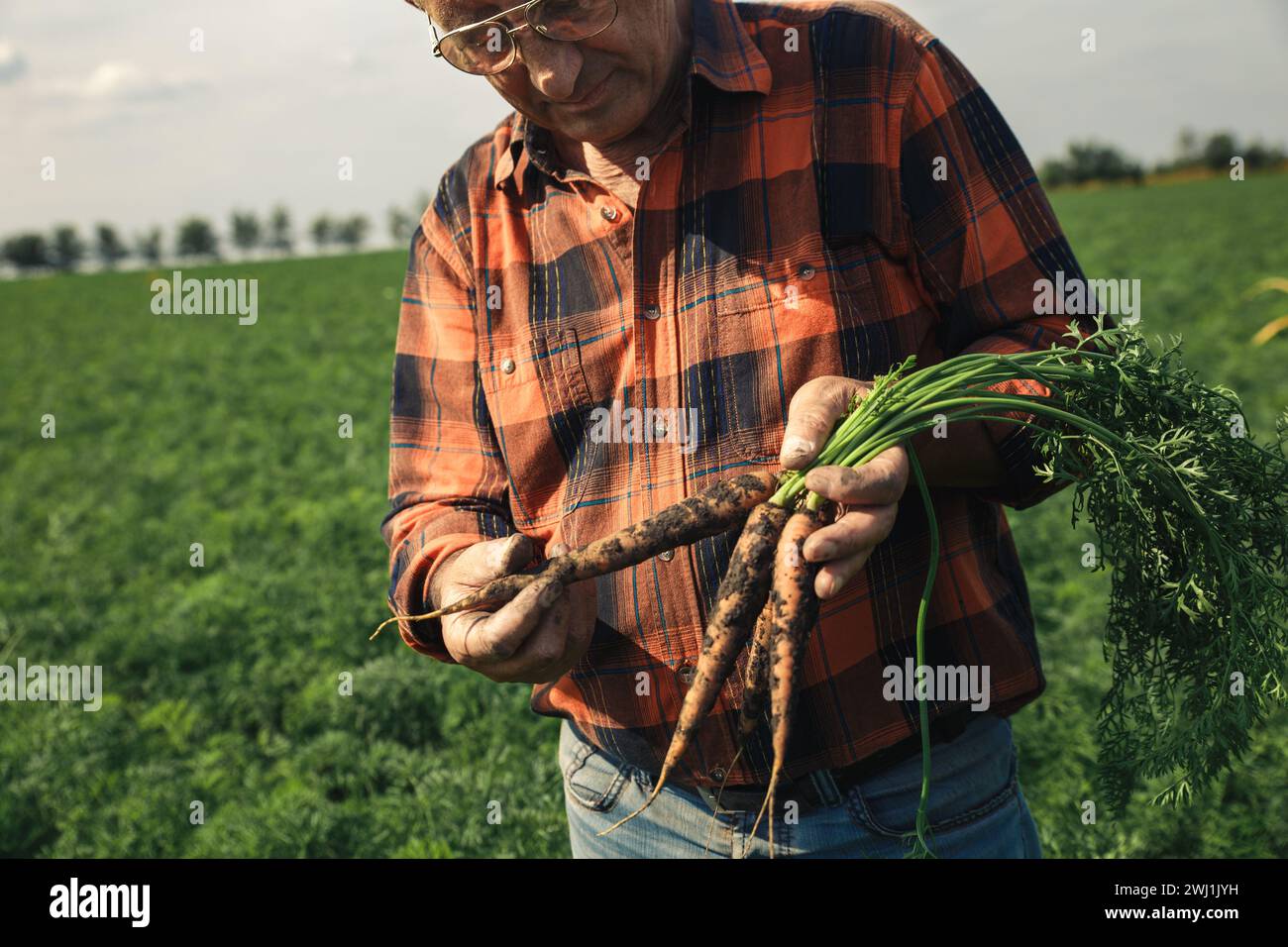 Fermier senior dans le champ examinant les carottes dans ses mains. Banque D'Images