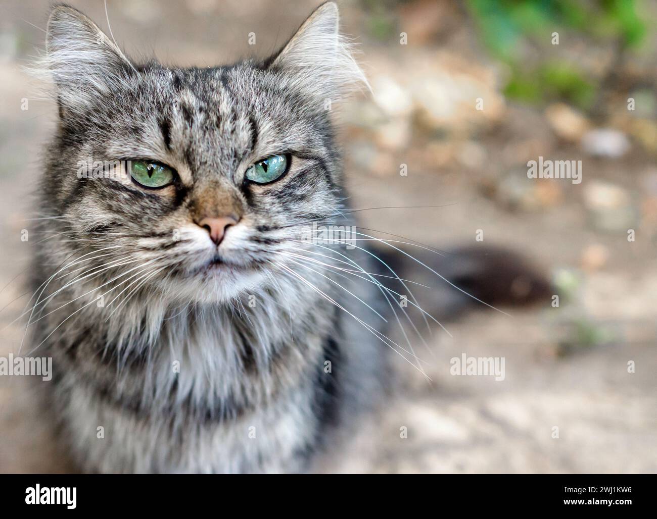 Portrait rapproché d'un chat tabby avec un visage très mécontent Banque D'Images