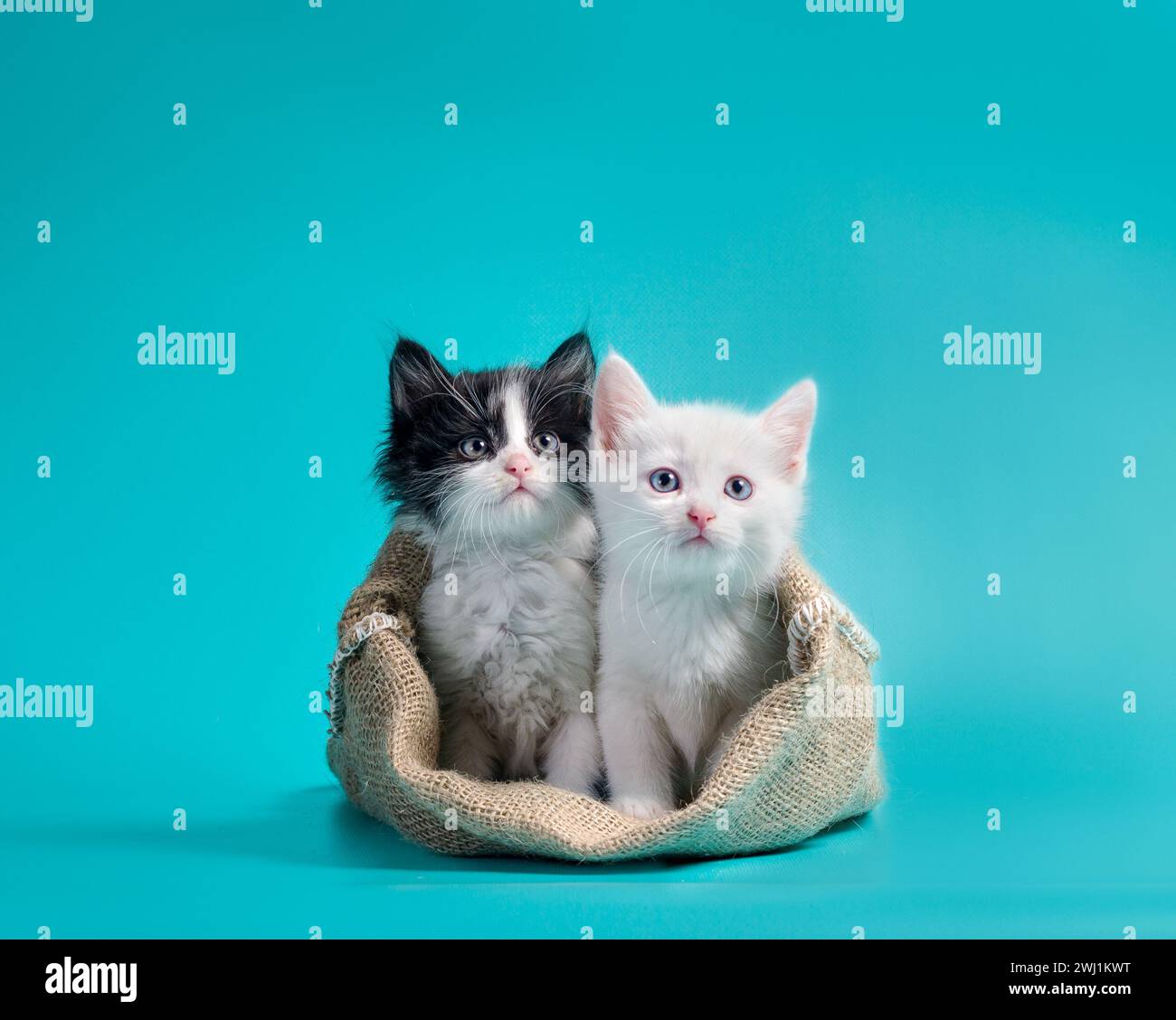 Deux chatons dans un sac de fond turquoise Banque D'Images