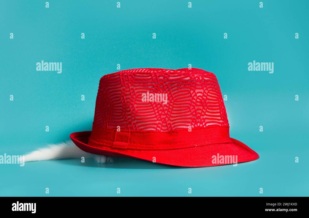 Petit chaton blanc se cache sous un chapeau rouge sur un fond turquoise Banque D'Images Petit chaton blanc se cache sous un chapeau rouge sur un fond turquoise Banque D'Images