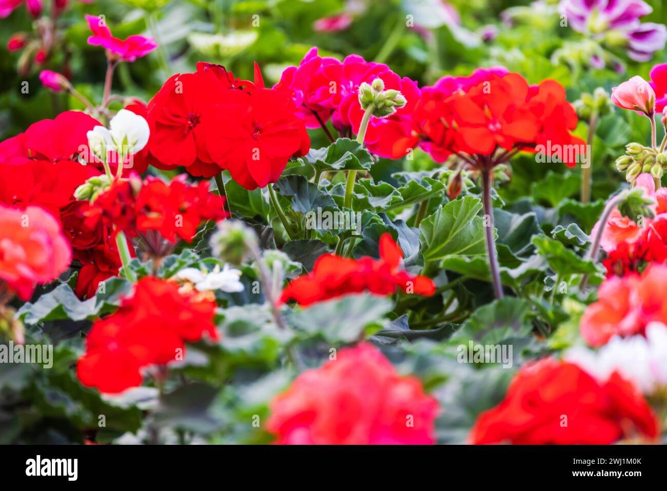 Fleurs rouges, Pelargonium gros plan photo avec flou sélectif Banque D'Images