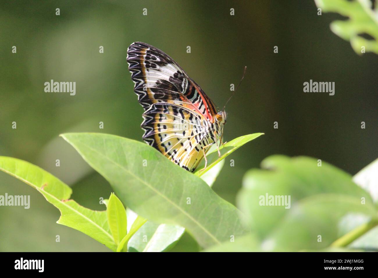 Papillon dans le jardin des papillons de Siem Reap Banque D'Images