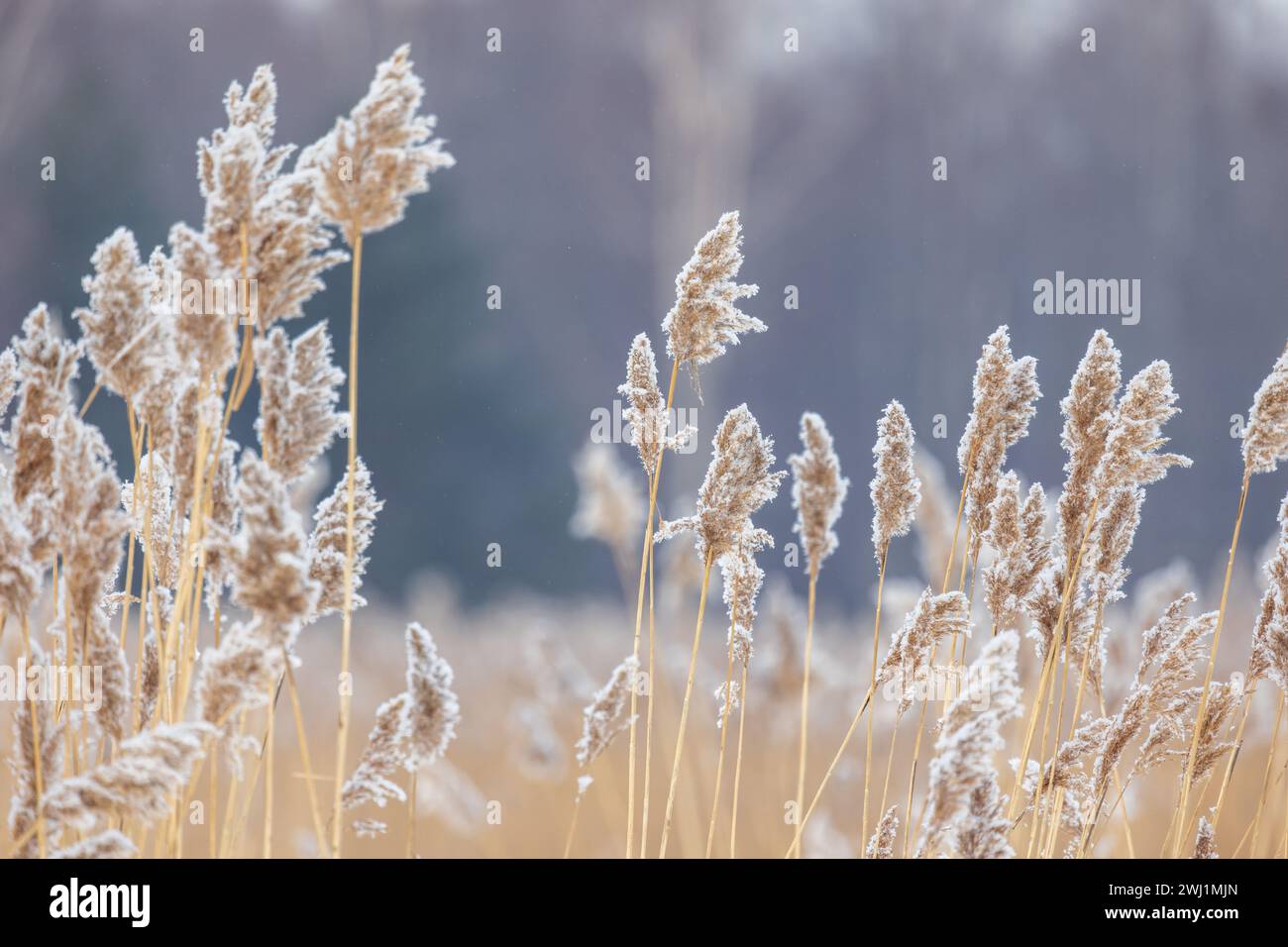 Roseau sec avec de la neige en saison hivernale, vue rapprochée avec mise au point sélective. Photo abstraite de fond naturel prise sur la côte de la mer Baltique gelée Banque D'Images