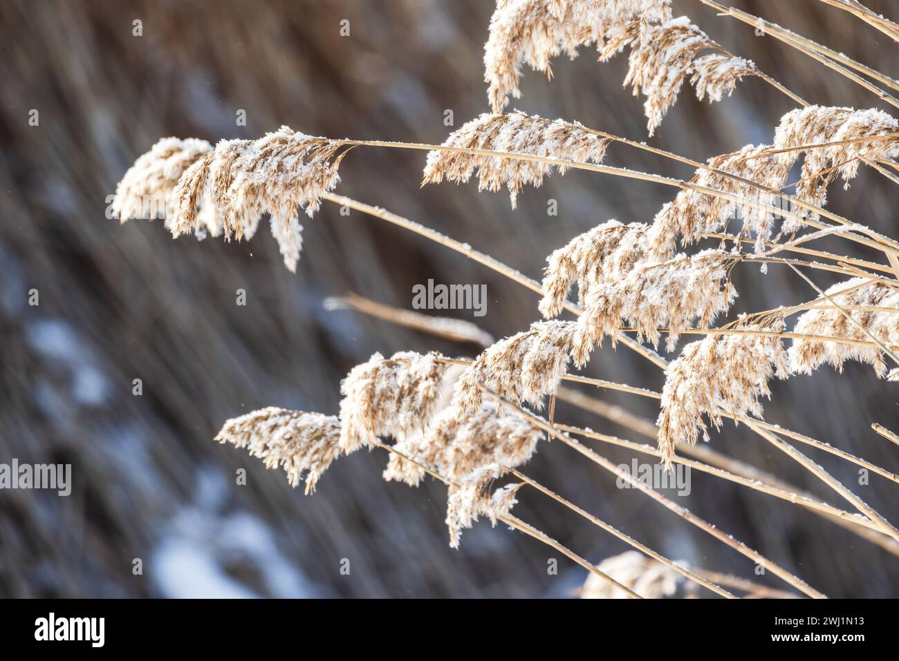 Roseau sec avec de la neige au soleil un jour d'hiver, gros plan photo avec flou sélectif. Photo naturelle abstraite Banque D'Images