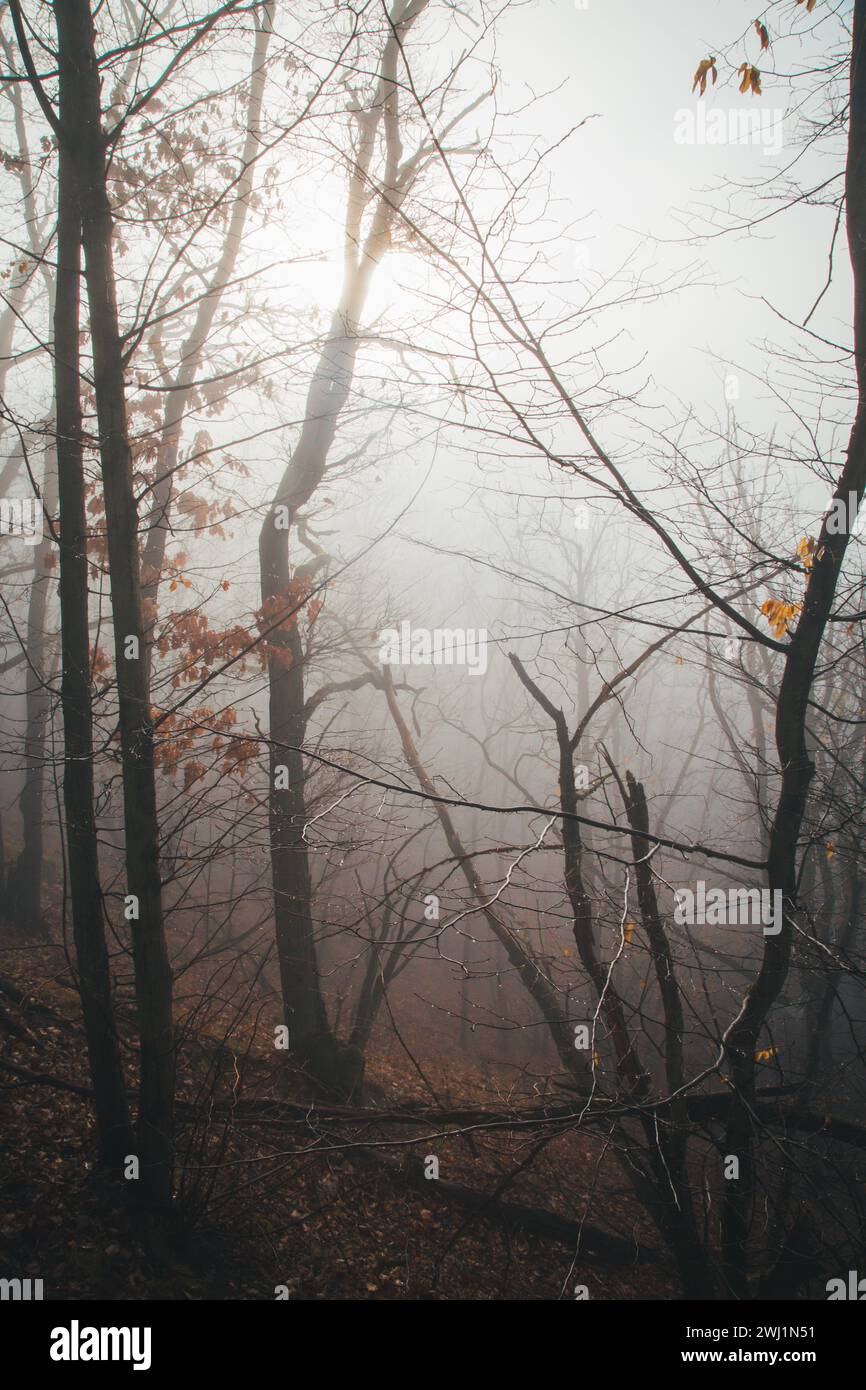 Matin de février brumeux - randonnée dans la réserve naturelle Drbákov – Albertovy skály à la rivière Vltava, République tchèque, Europe Banque D'Images