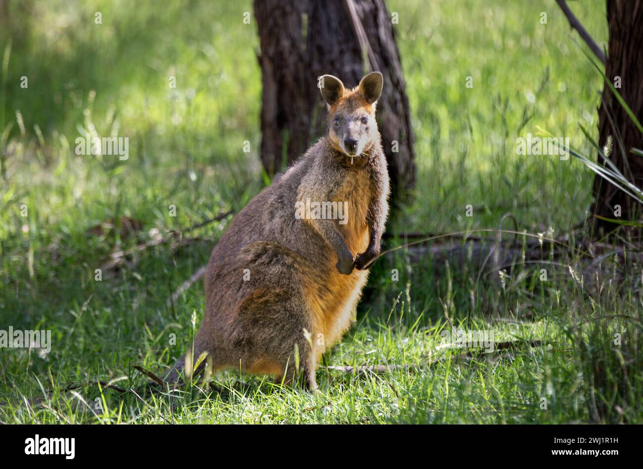 Un wallaby timide des marais (Wallabia bicolor), également connu sous le nom de wallaby noir, garde un œil méfiant. Le petit marsupial, trouvé en Australie, est distinctif Banque D'Images