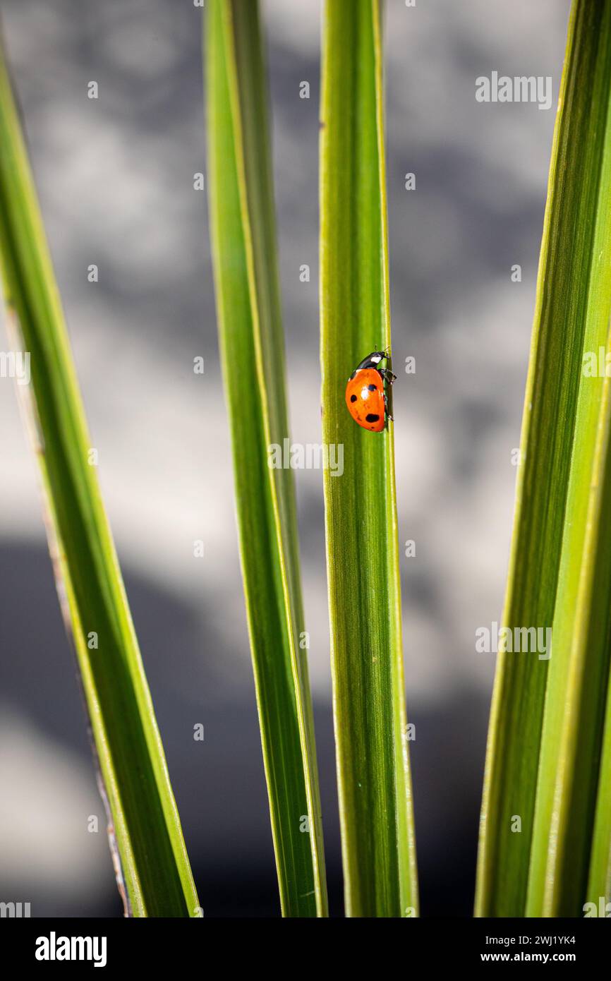 ROYAUME-UNI. Angleterre, Walsall. Photo de Shaun Fellows / Alamy News. 12/02/2024 . Coccinelle (Coccinellidae Beetle) 7 tache repérée au début de la saison dans un jardin à Walsall, West Midlands. Ils ne sont généralement pas vus avant la mi-mars lorsqu'ils sont à la recherche de nourriture. Banque D'Images