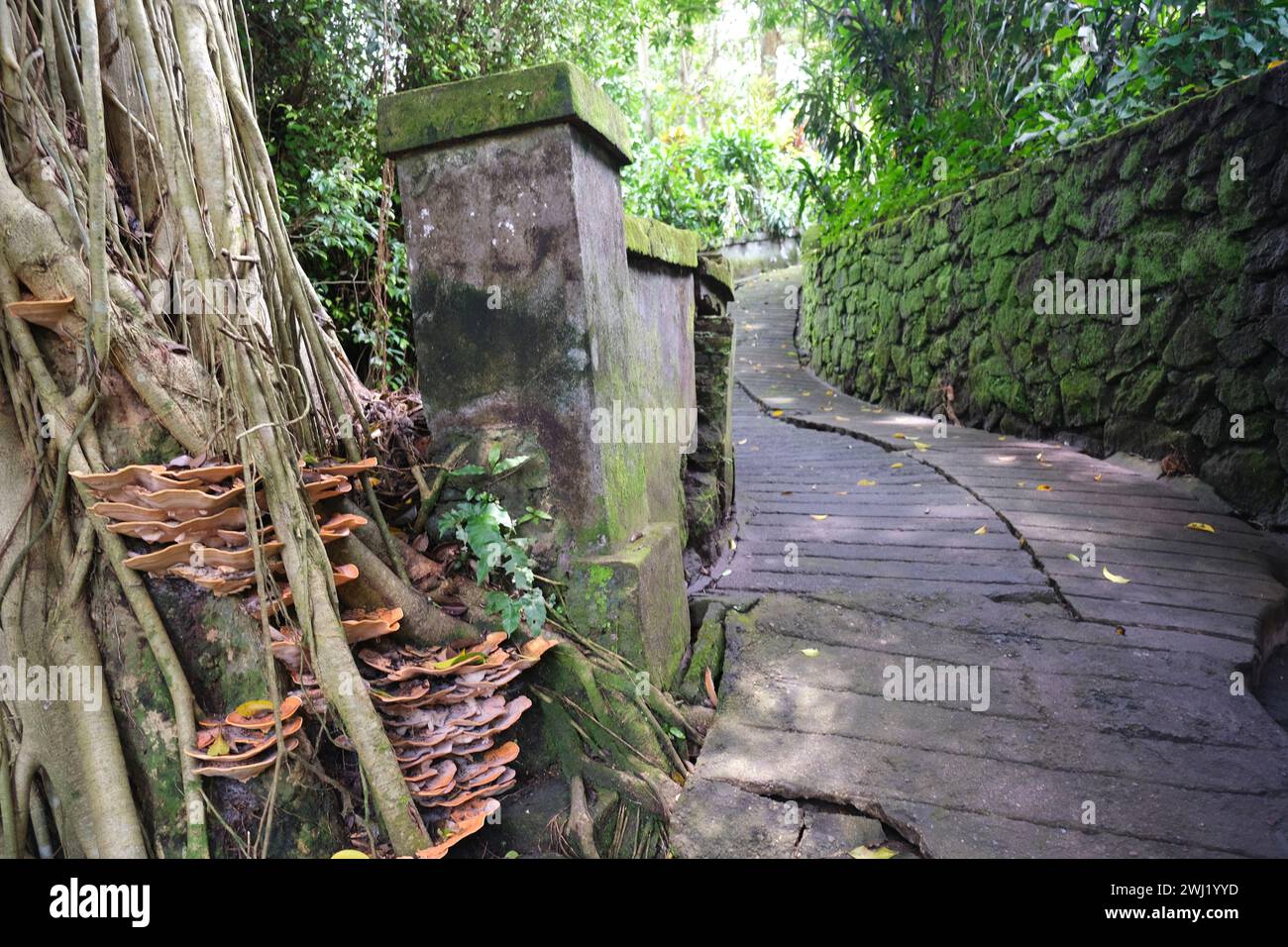 Racines des arbres par un chemin menant à la promenade de la crête de Campuhan à Ubud, Bali Banque D'Images