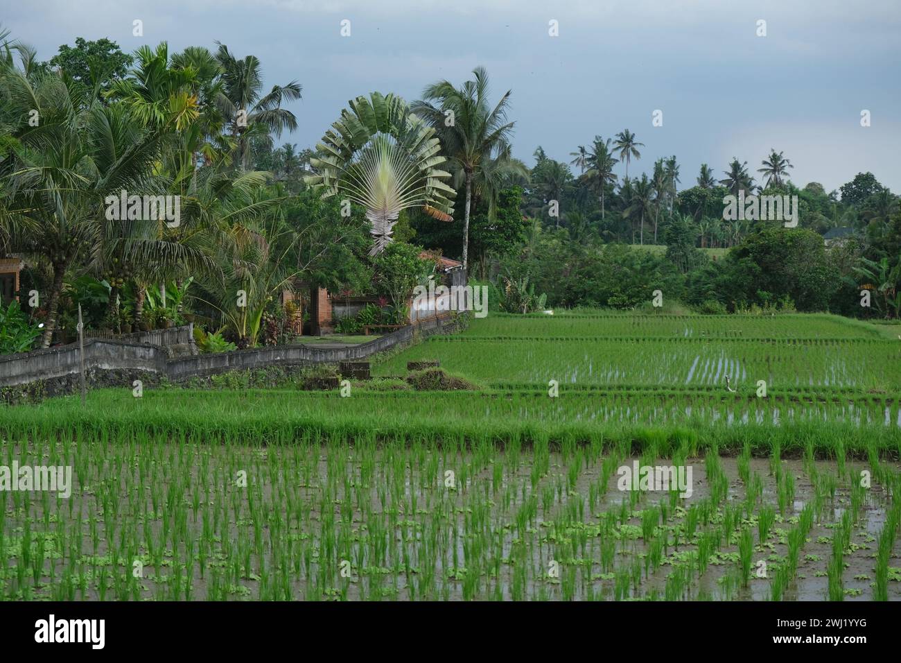 Culture du riz le long de la promenade de la crête de Campuhan à Ubud, Bali, Indonésie Banque D'Images