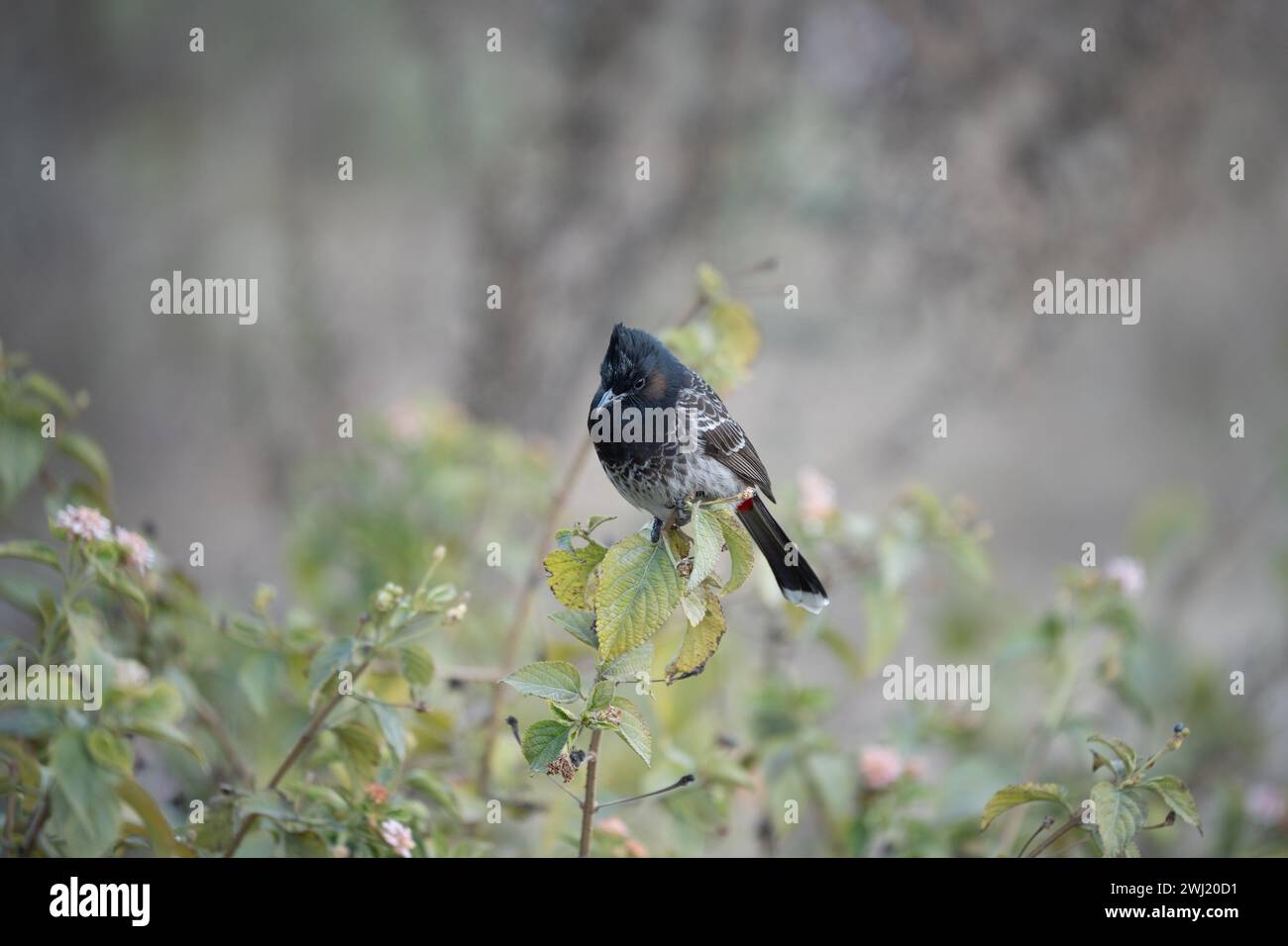 Un bulbul rouge ventilé perché sur une tige de briar. Banque D'Images